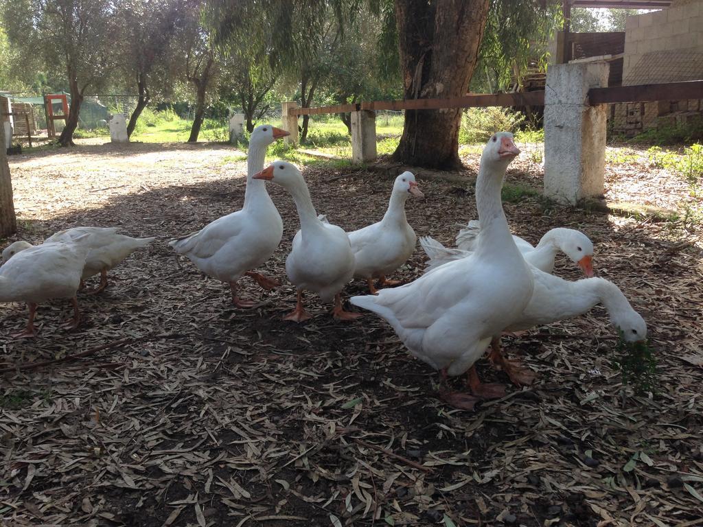 Agriturismo Sarrabus Konuk evi San Priamo Dış mekan fotoğraf